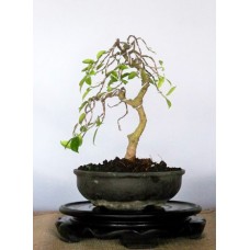 Kimeng (Ficus Microcarpha)