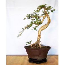 Beringin Korea (Ficus coreana)