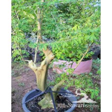 Brazilian Rain Tree (Pithecellobium tortum)