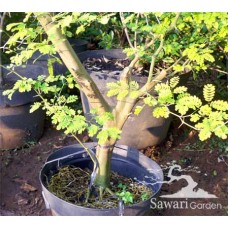 Brazilian Rain Tree (Pithecellobium tortum)