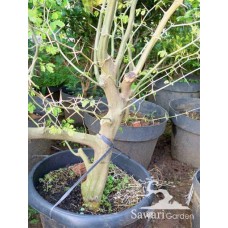 Brazilian Rain Tree (Pithecellobium tortum)