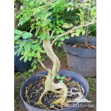 Brazilian Rain Tree (Pithecellobium tortum)