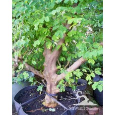 Brazilian Rain Tree (Pithecellobium tortum)