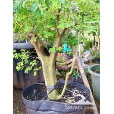 Brazilian Rain Tree (Pithecellobium tortum)