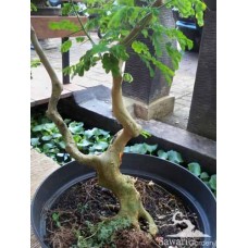 Brazilian Rain Tree (Pithecellobium tortum)